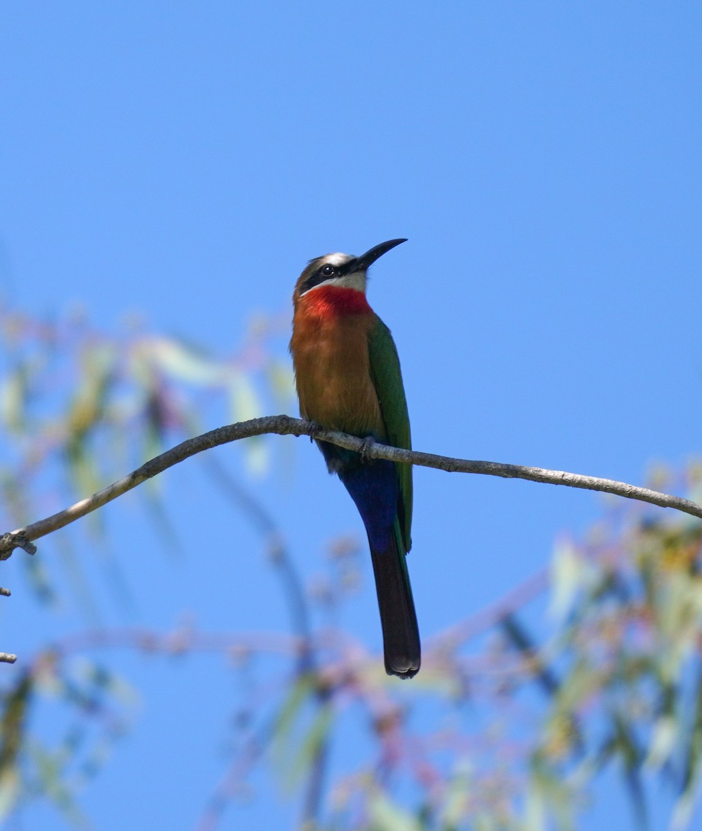 White-fronted Bee-eater - ML617869031