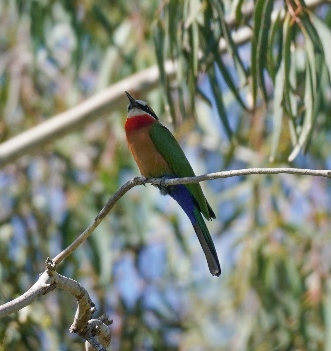 White-fronted Bee-eater - ML617869032