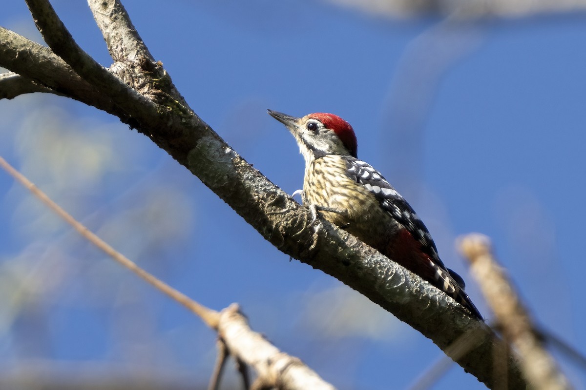 Freckle-breasted Woodpecker - ML617869043