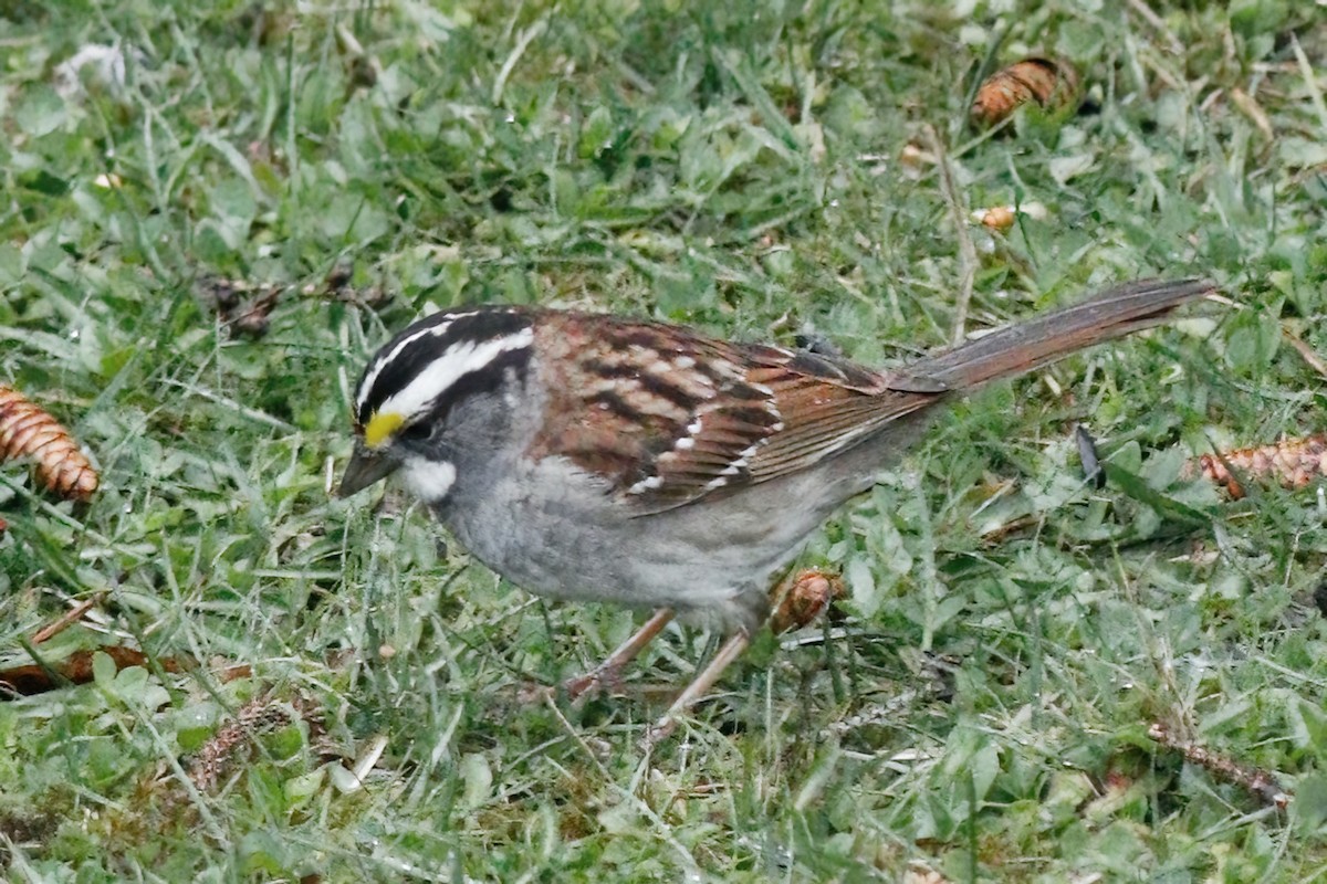 White-throated Sparrow - ML617869051