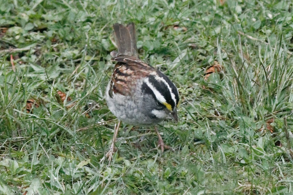 White-throated Sparrow - Gary Jarvis