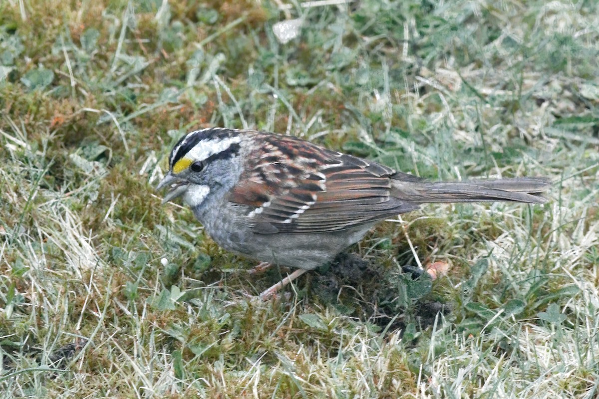 White-throated Sparrow - ML617869053
