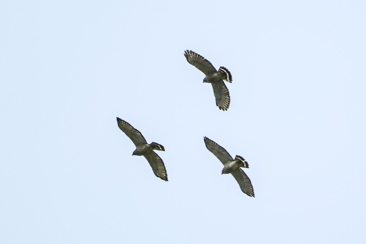 Broad-winged Hawk - ML617869055