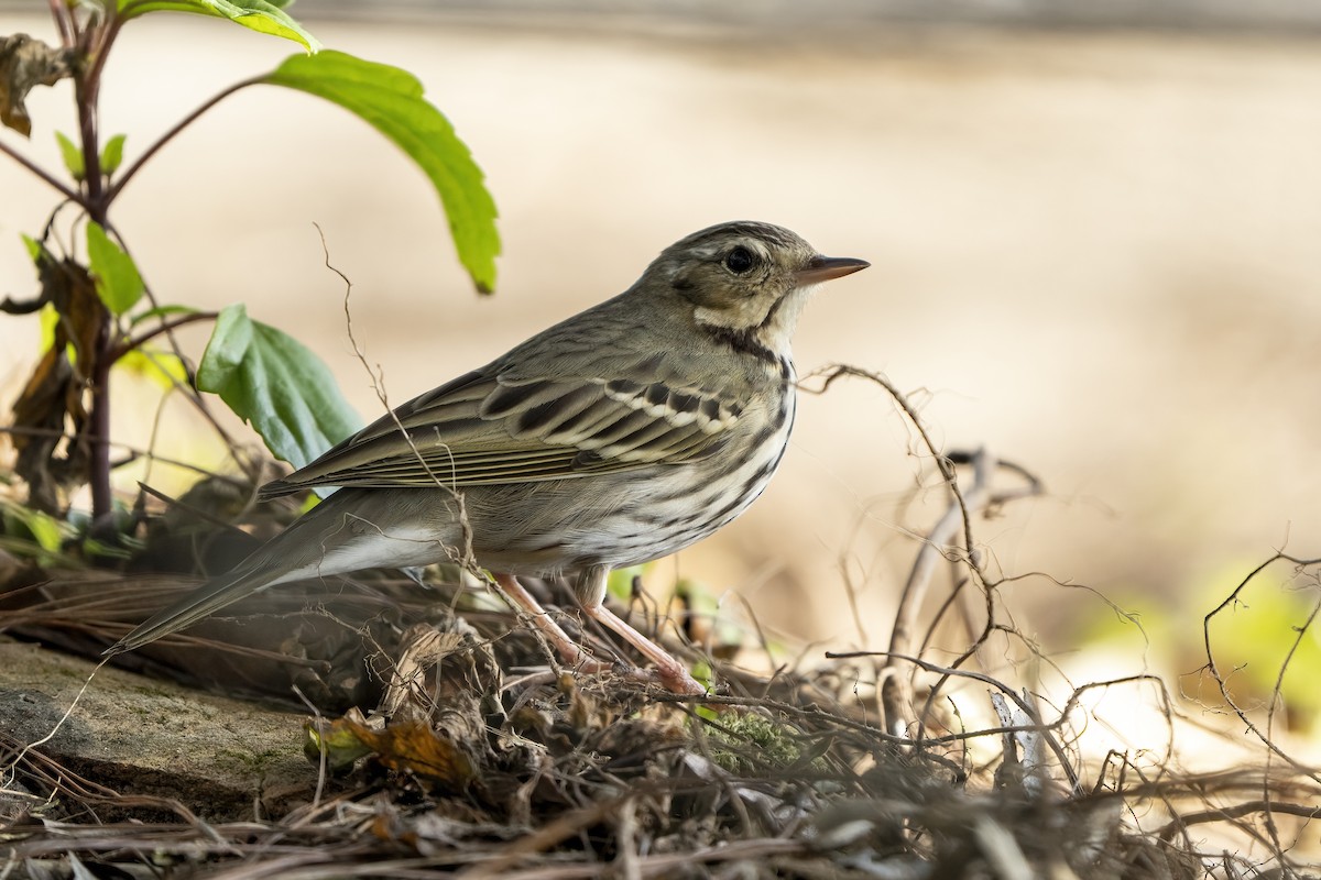 Olive-backed Pipit - ML617869102