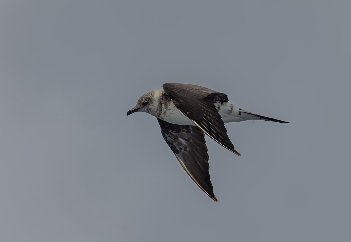 Long-tailed Jaeger - Mike Edgecombe
