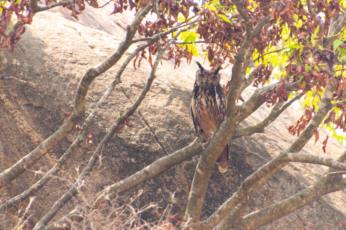 Rock Eagle-Owl - Tarun Menon