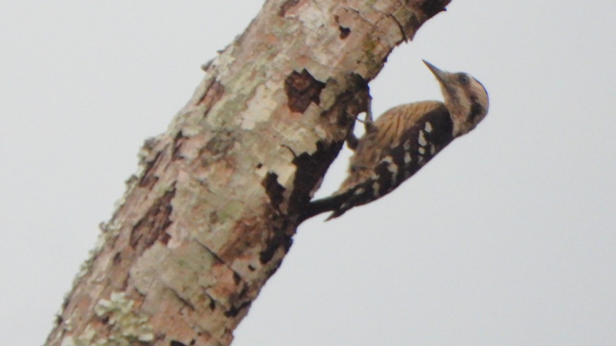Gray-capped Pygmy Woodpecker - ML617869253