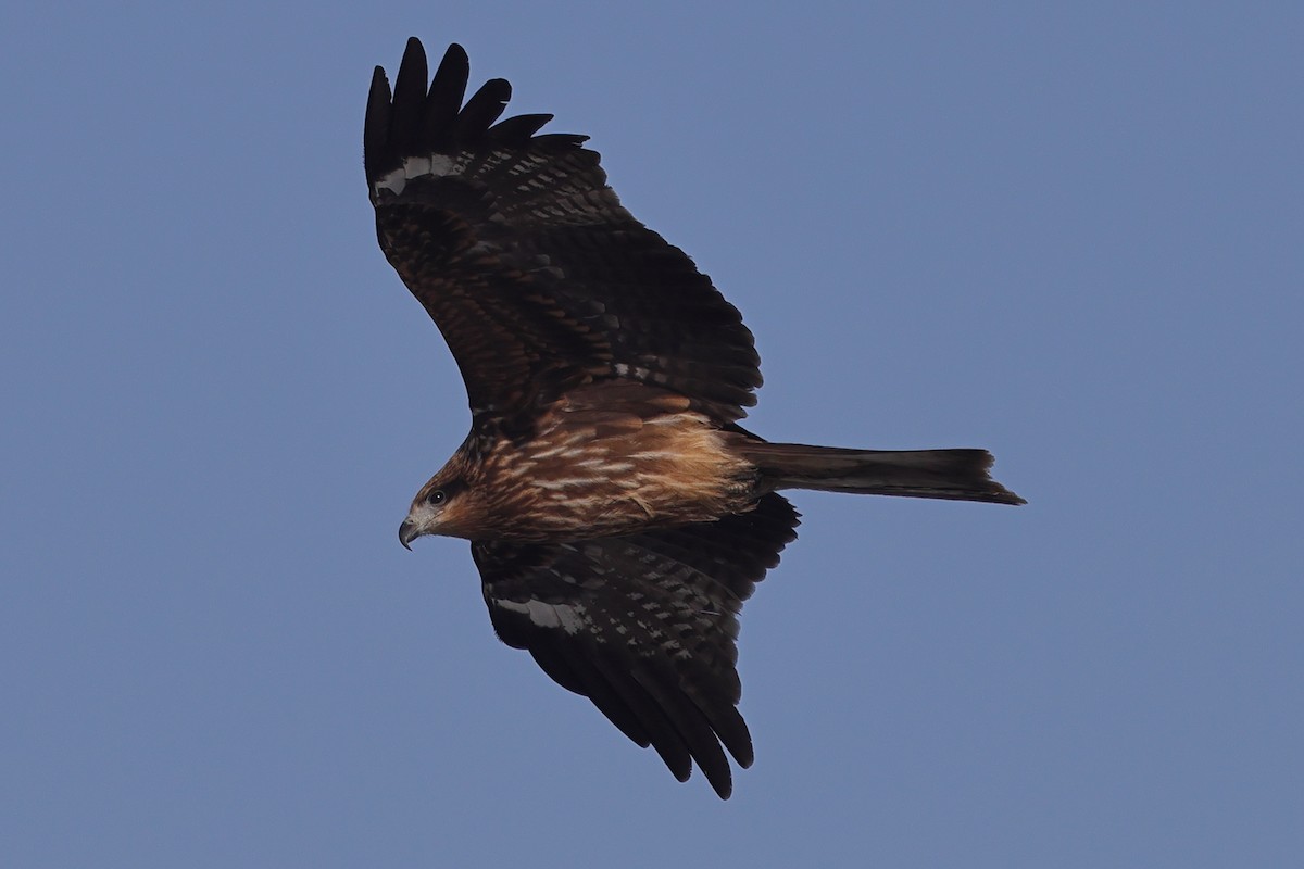 Black Kite (Black-eared) - ML617869256