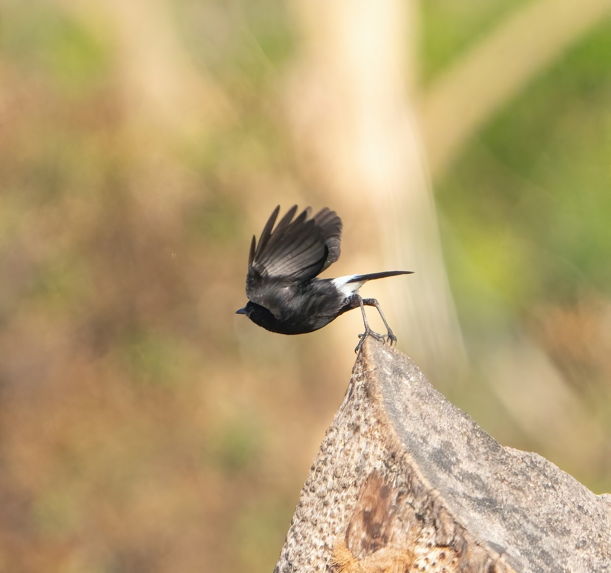 Pied Bushchat - Kevin Pearce