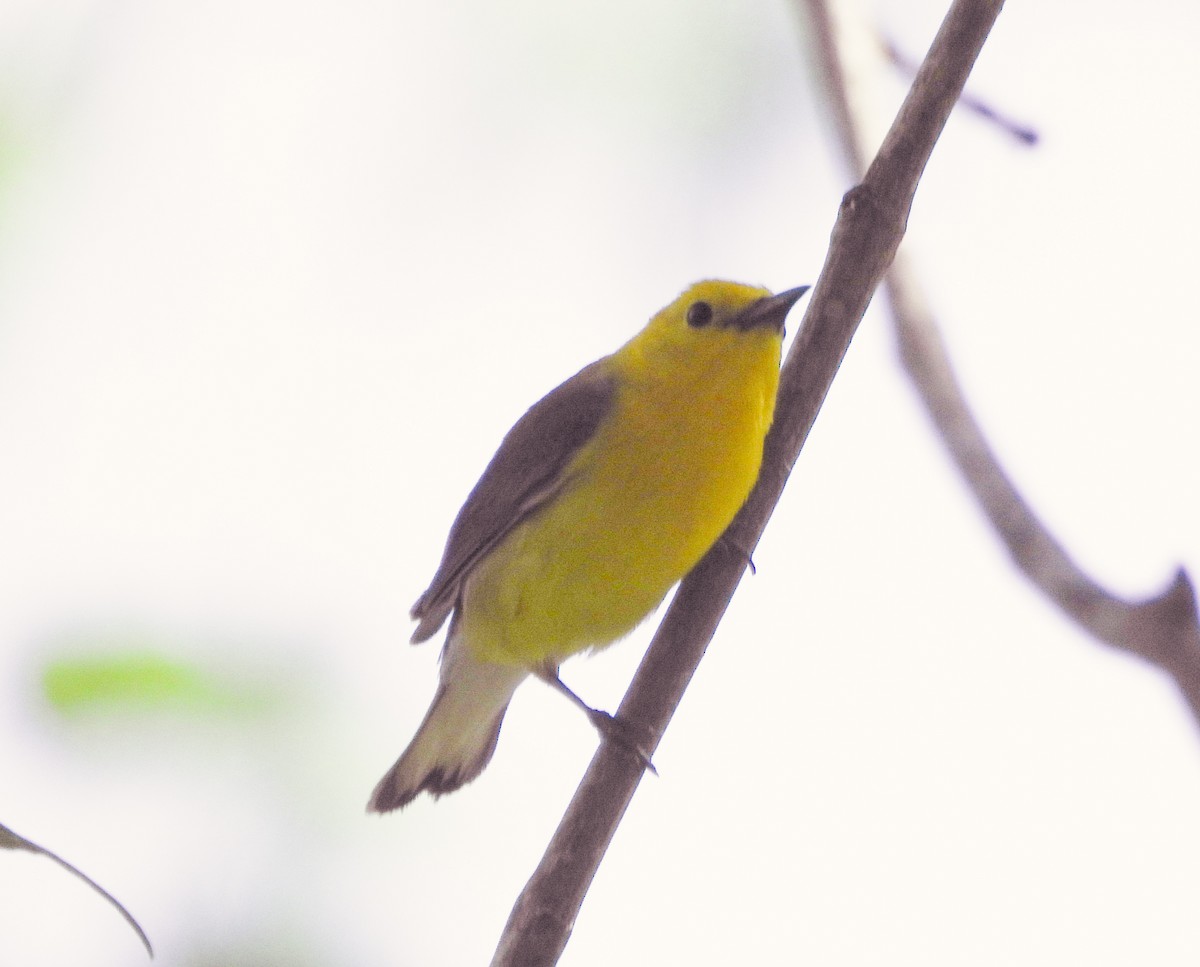 Prothonotary Warbler - ML617869312