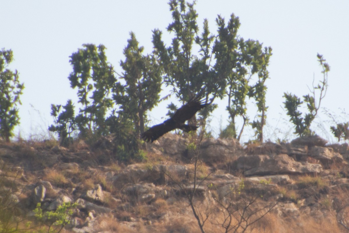 Greater Spotted Eagle - Tarun Menon
