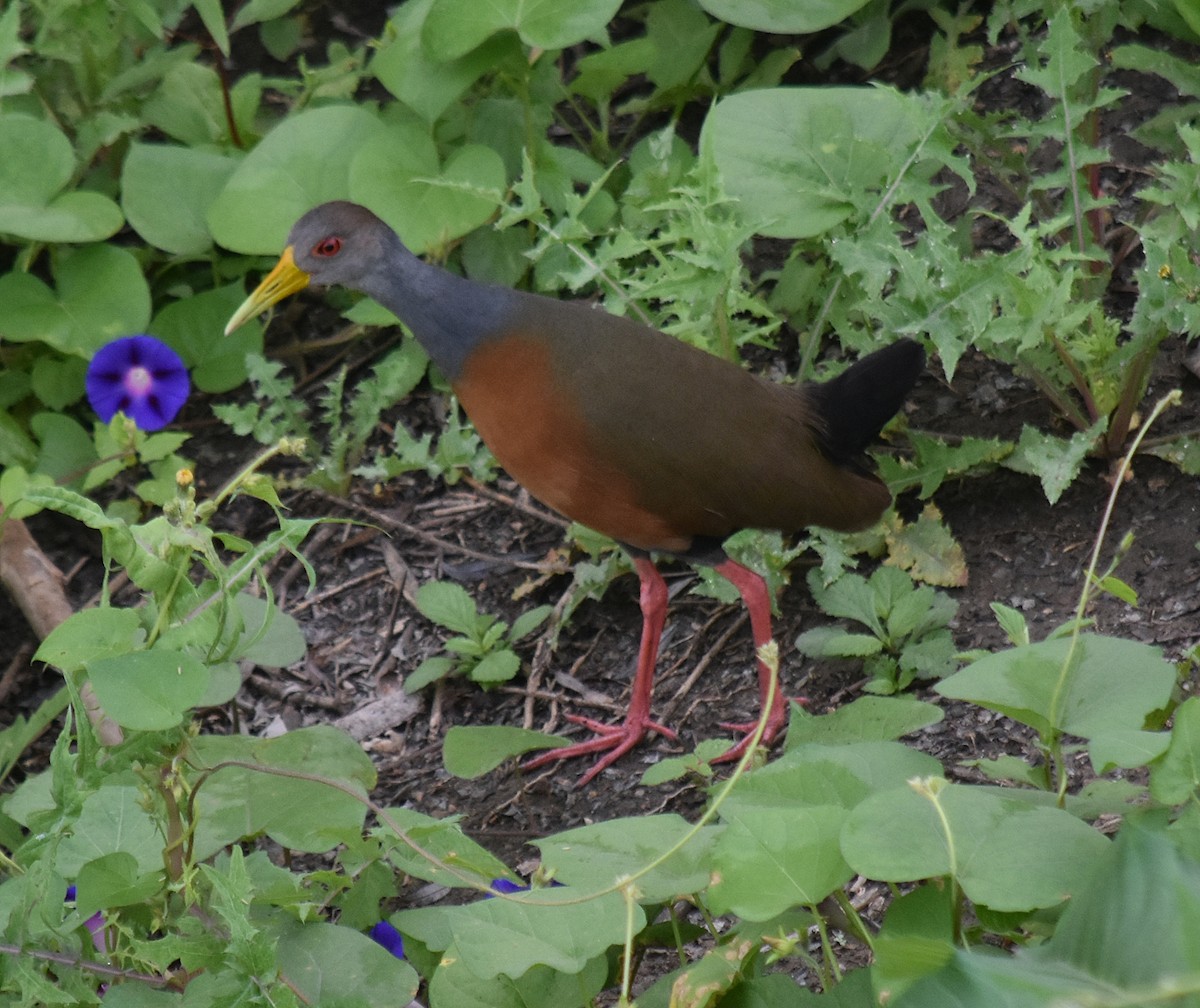 Gray-cowled Wood-Rail - andres ebel
