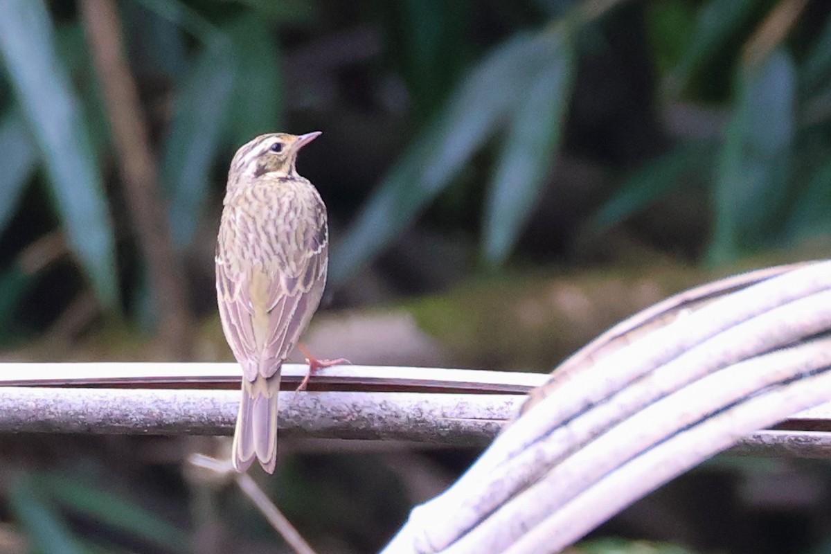 Olive-backed Pipit - ML617869381