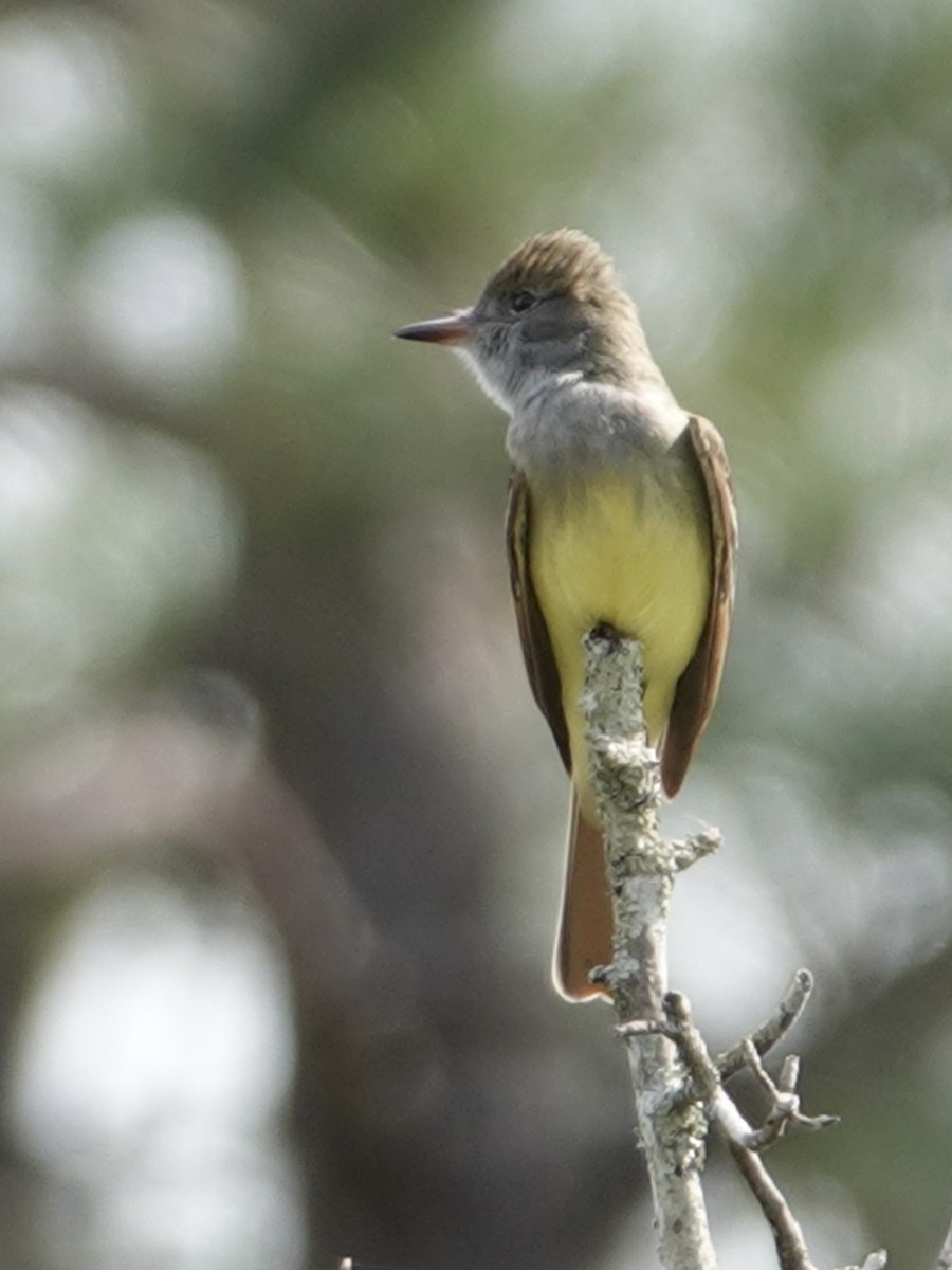 Great Crested Flycatcher - ML617869407