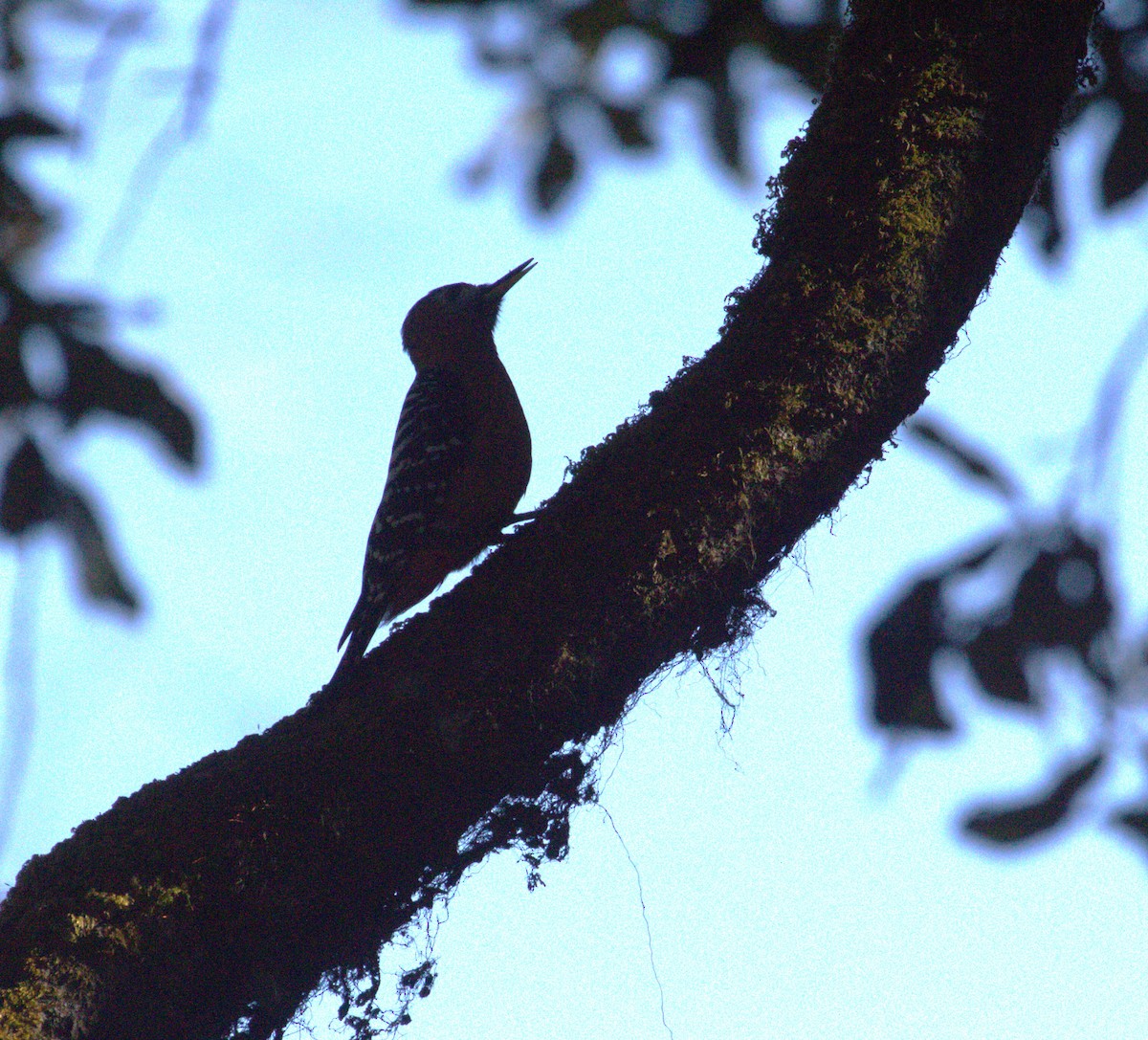 Rufous-bellied Woodpecker - ML617869412