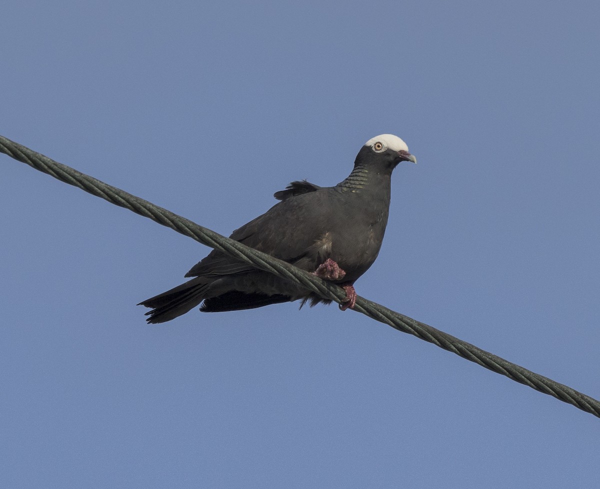 White-crowned Pigeon - ML617869443