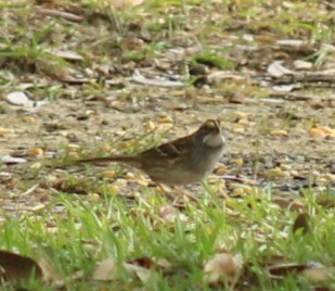 White-throated Sparrow - ML617869461
