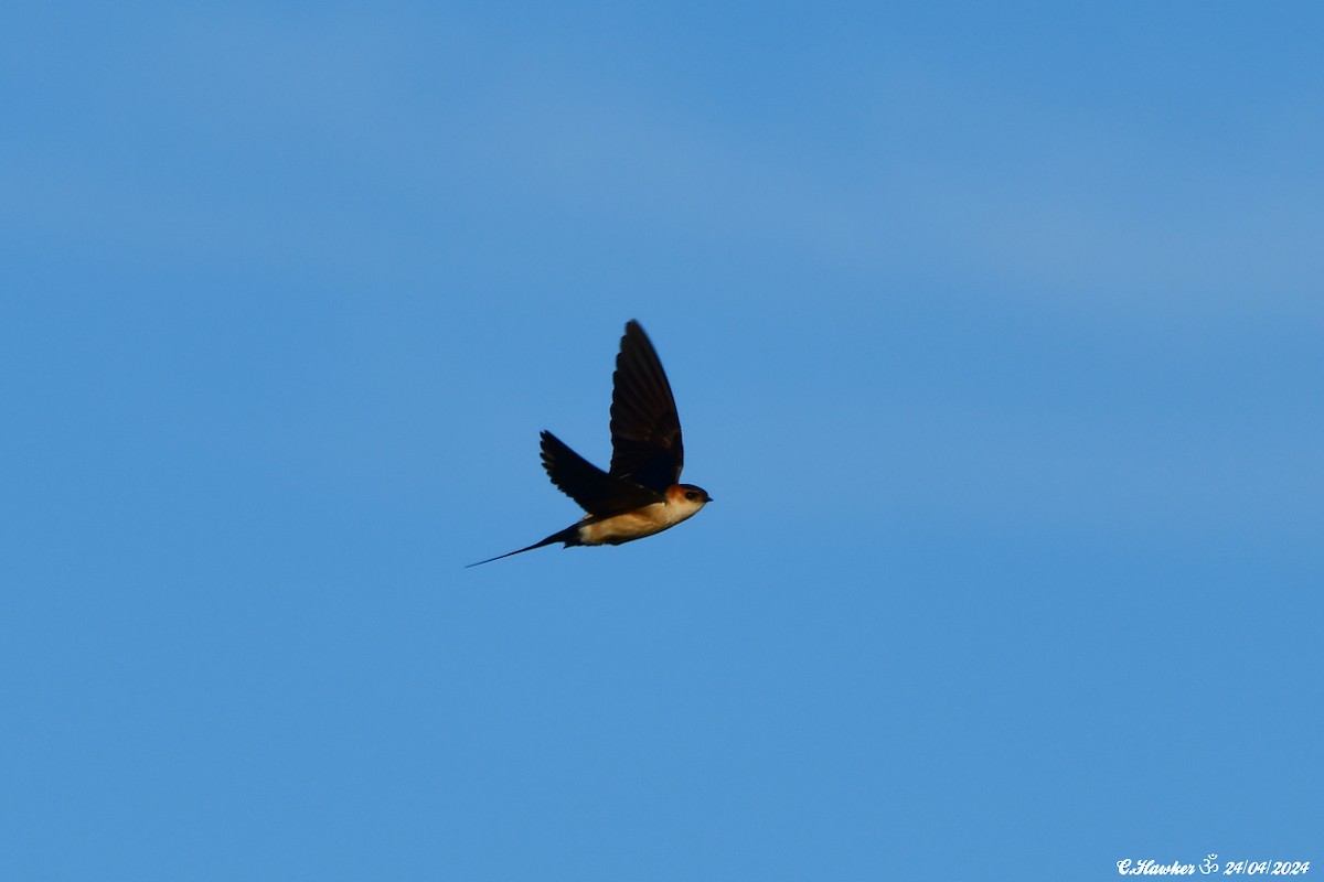 Red-rumped Swallow - ML617869478