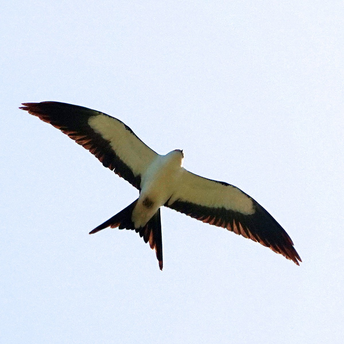 Swallow-tailed Kite - ML617869482