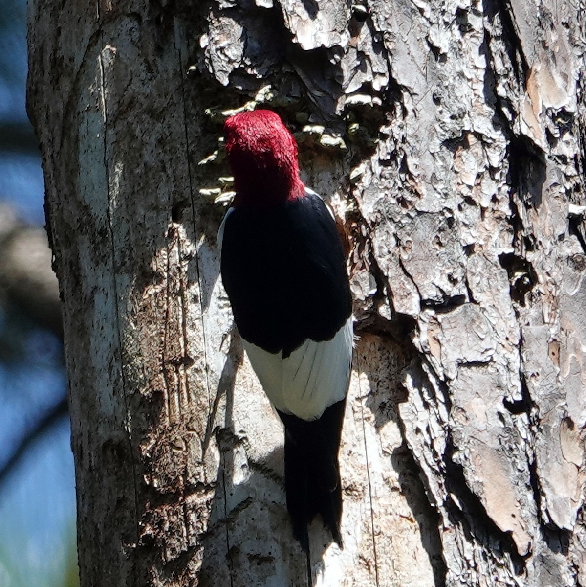 Red-headed Woodpecker - ML617869487