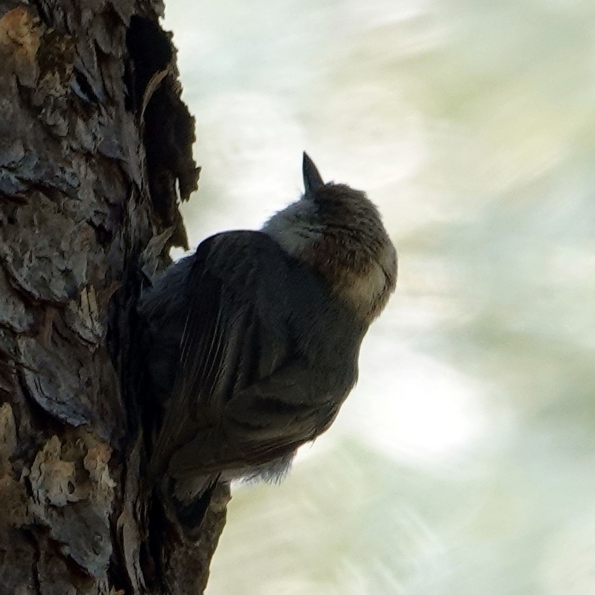 Brown-headed Nuthatch - ML617869491