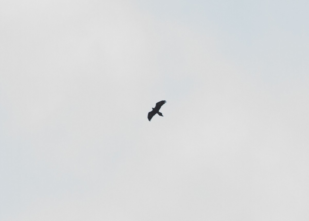 Wedge-tailed Eagle - ML617869495
