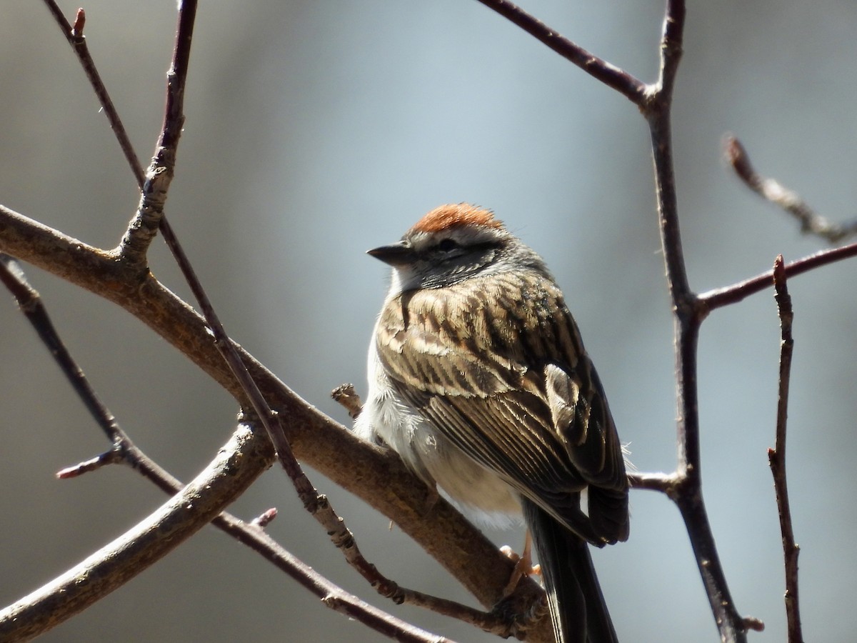 Chipping Sparrow - ML617869564
