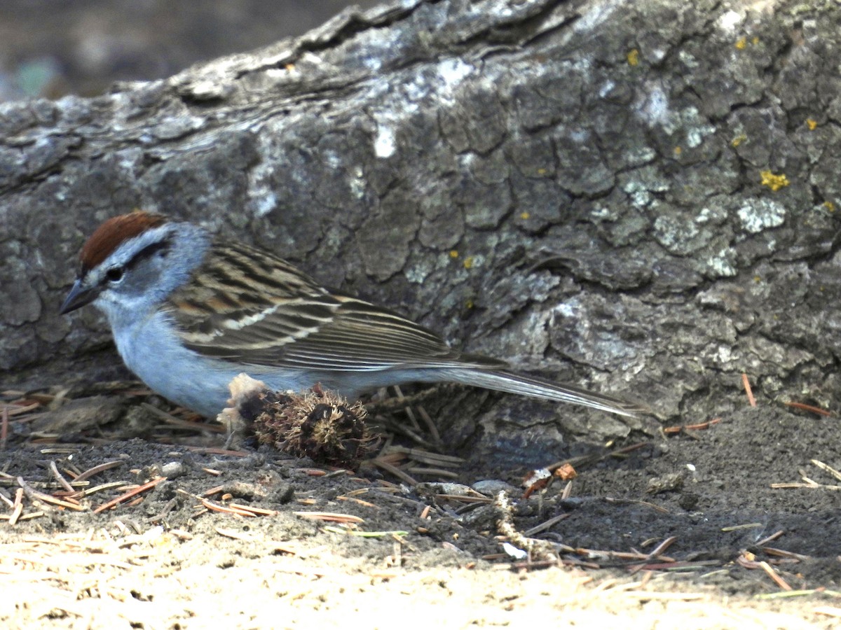 Chipping Sparrow - ML617869565