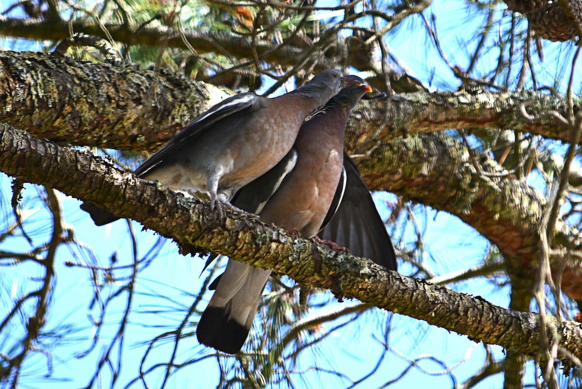Common Wood-Pigeon - ML617869627