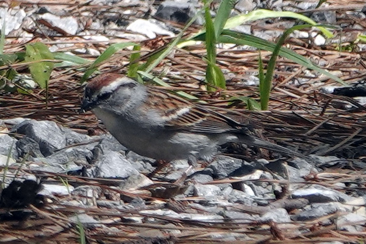 Chipping Sparrow - ML617869690