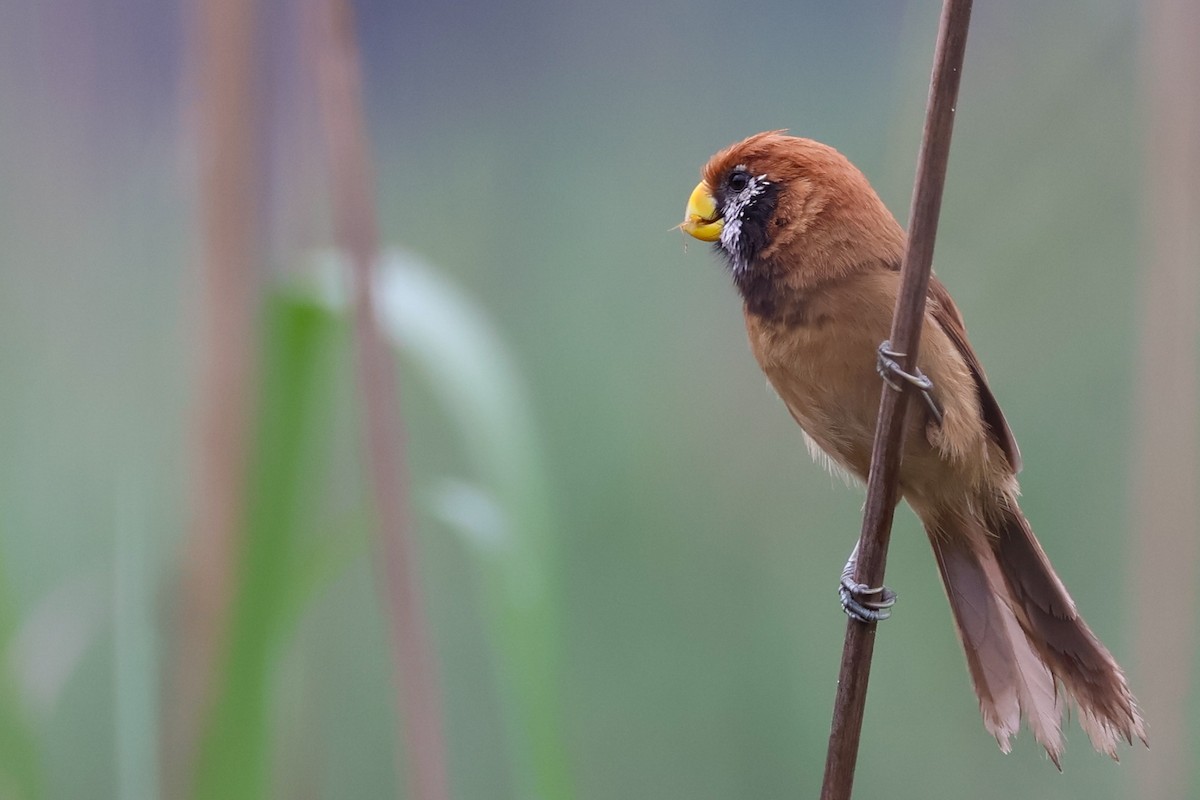 Black-breasted Parrotbill - ML617869702