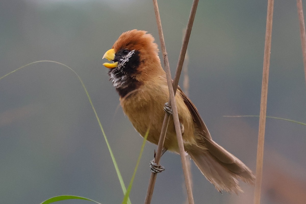 Black-breasted Parrotbill - ML617869703