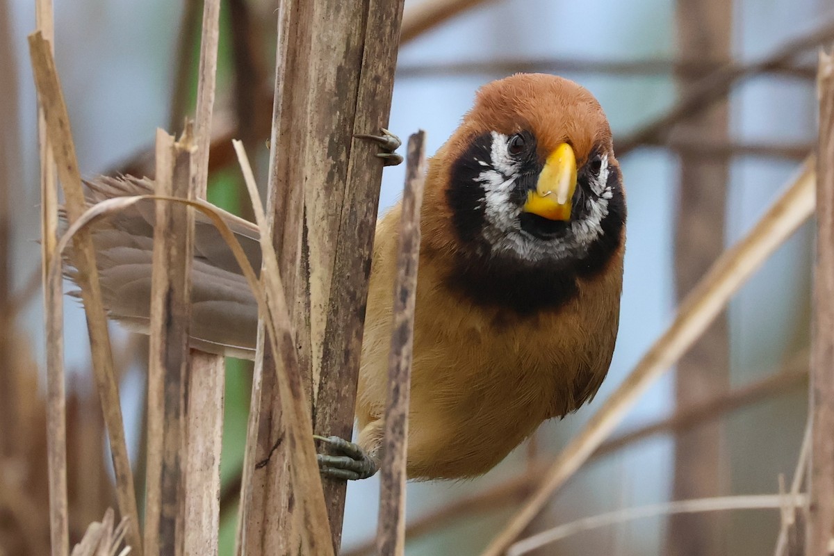 Black-breasted Parrotbill - ML617869704