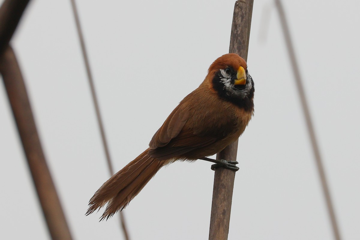 Black-breasted Parrotbill - ML617869705