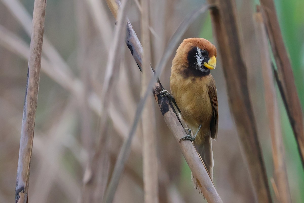 Black-breasted Parrotbill - ML617869706