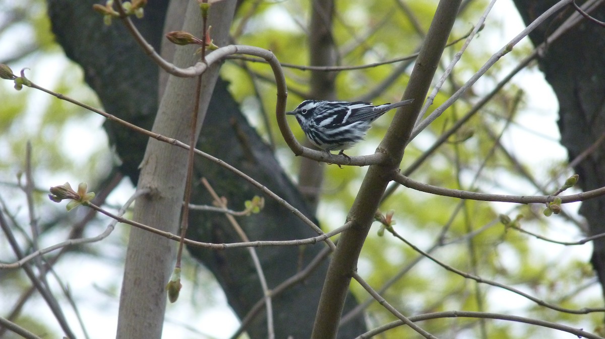 Black-and-white Warbler - ML617869713