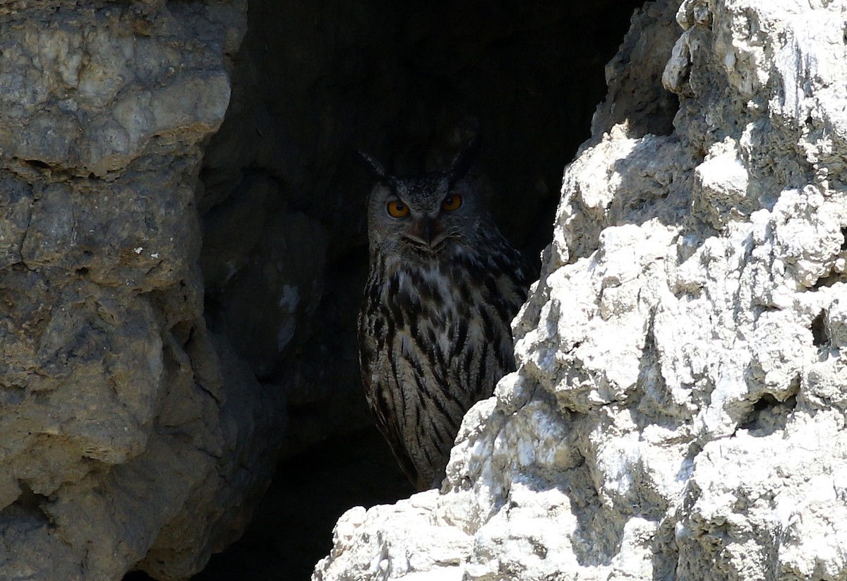 Eurasian Eagle-Owl - ML617869725