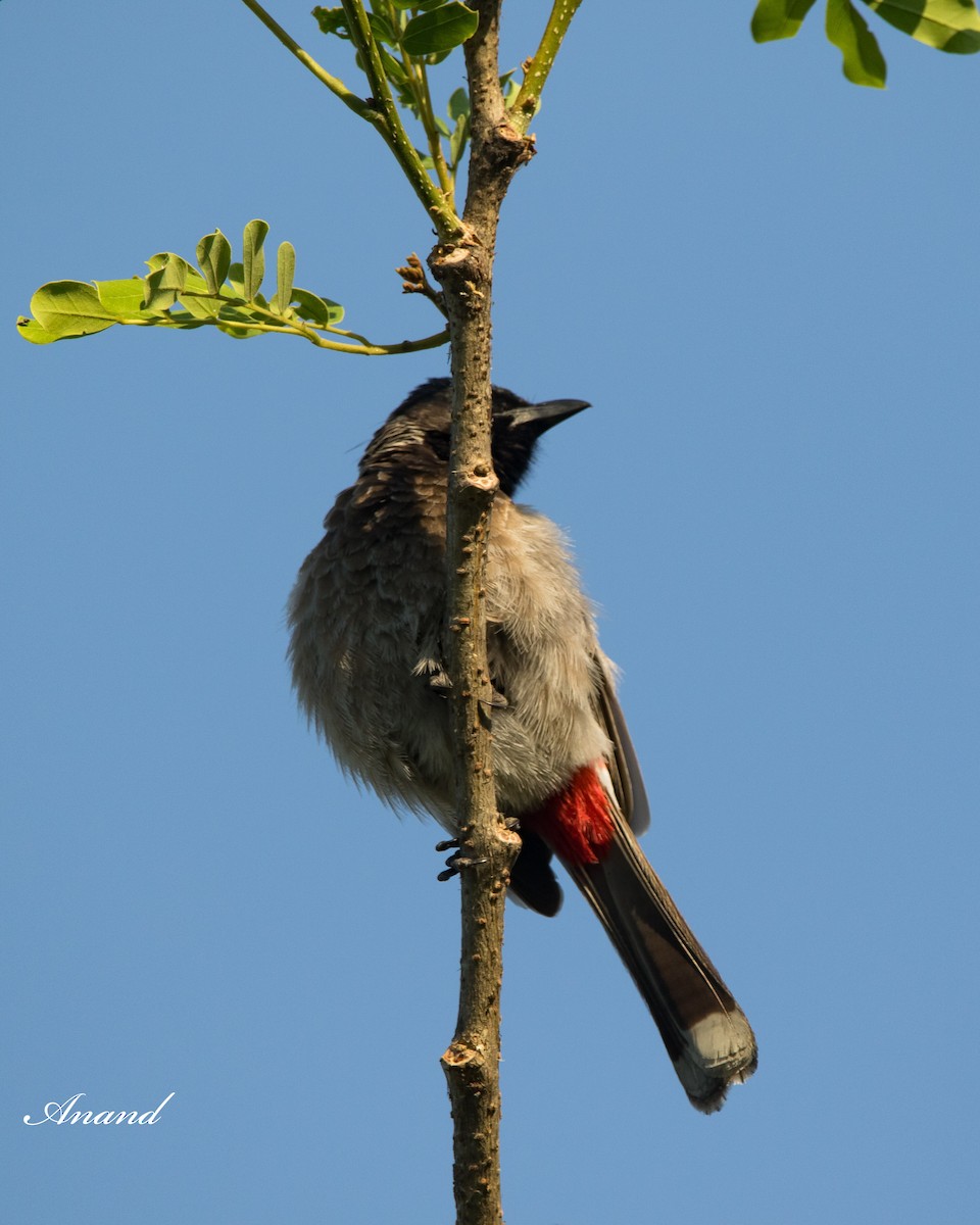 Red-vented Bulbul - ML617869820