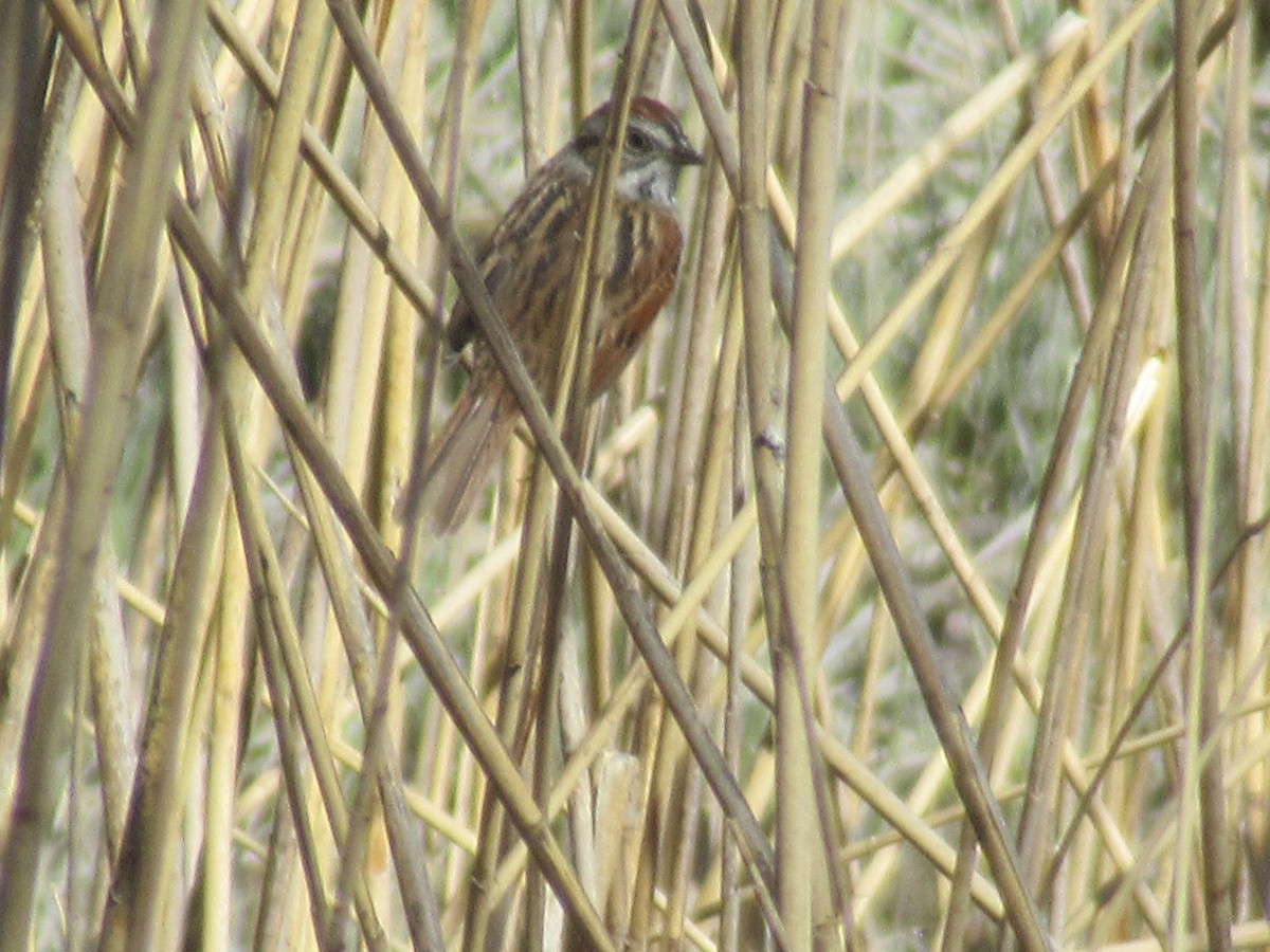 Chipping Sparrow - ML617869824