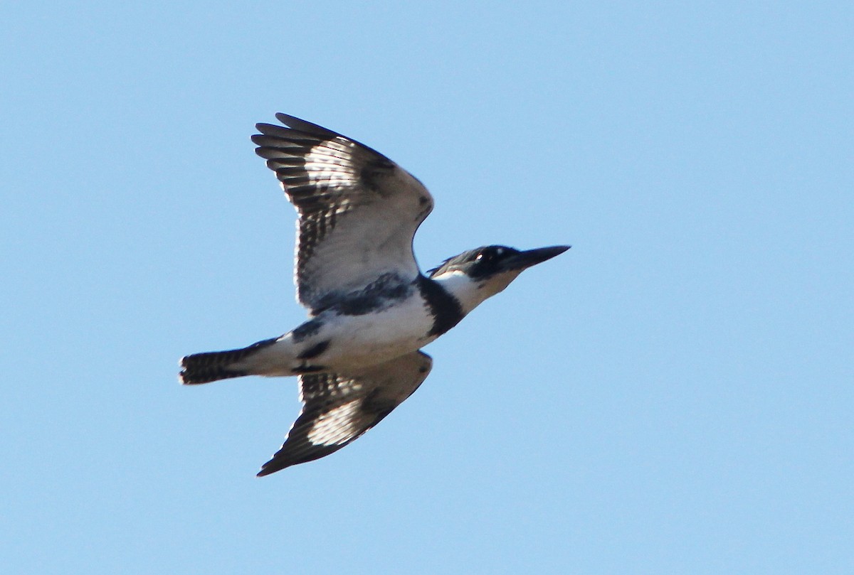 Belted Kingfisher - ML617869946