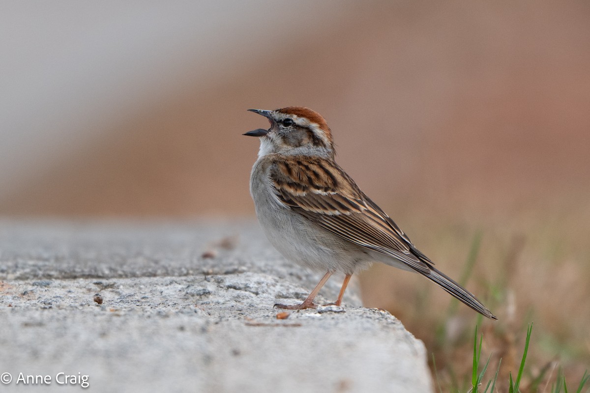Chipping Sparrow - ML617869953