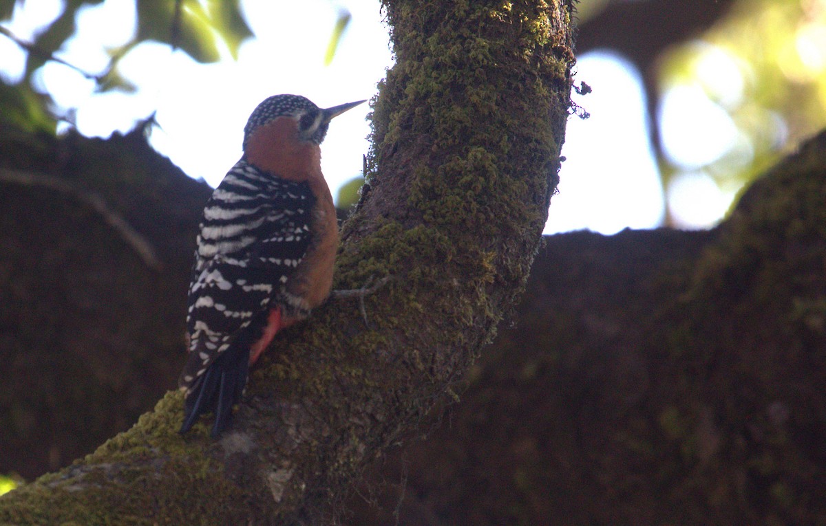 Rufous-bellied Woodpecker - ML617869956