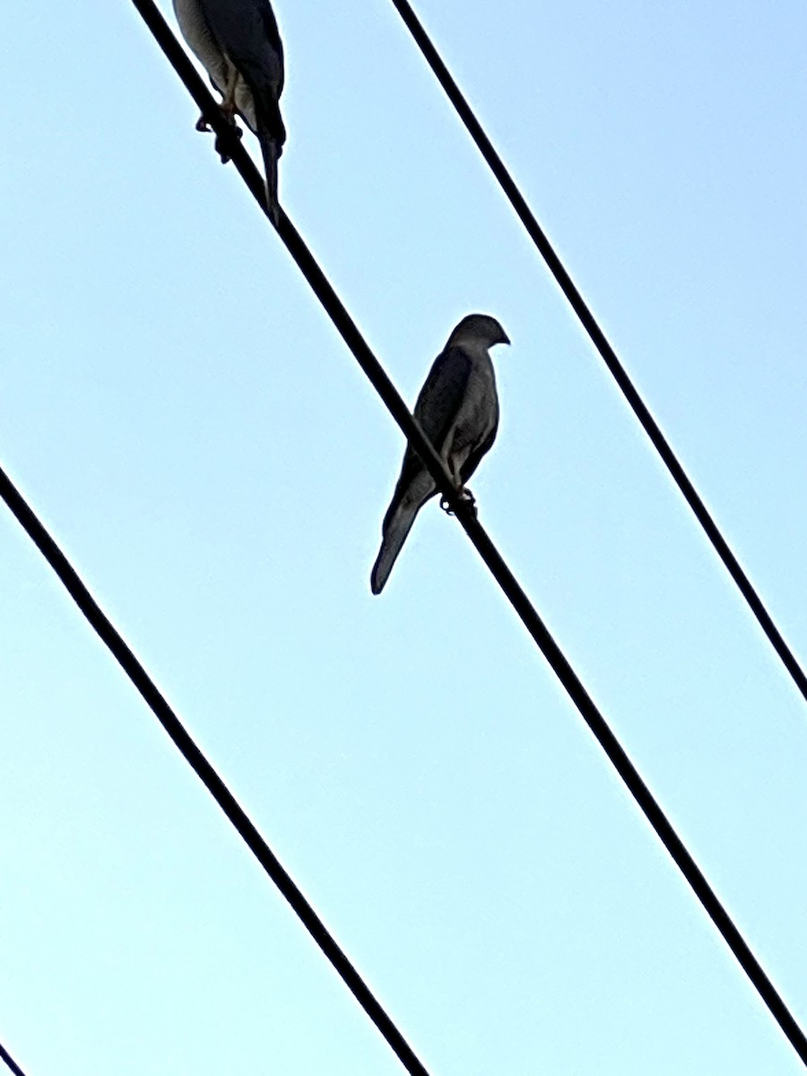 Collared Sparrowhawk - ML617869991