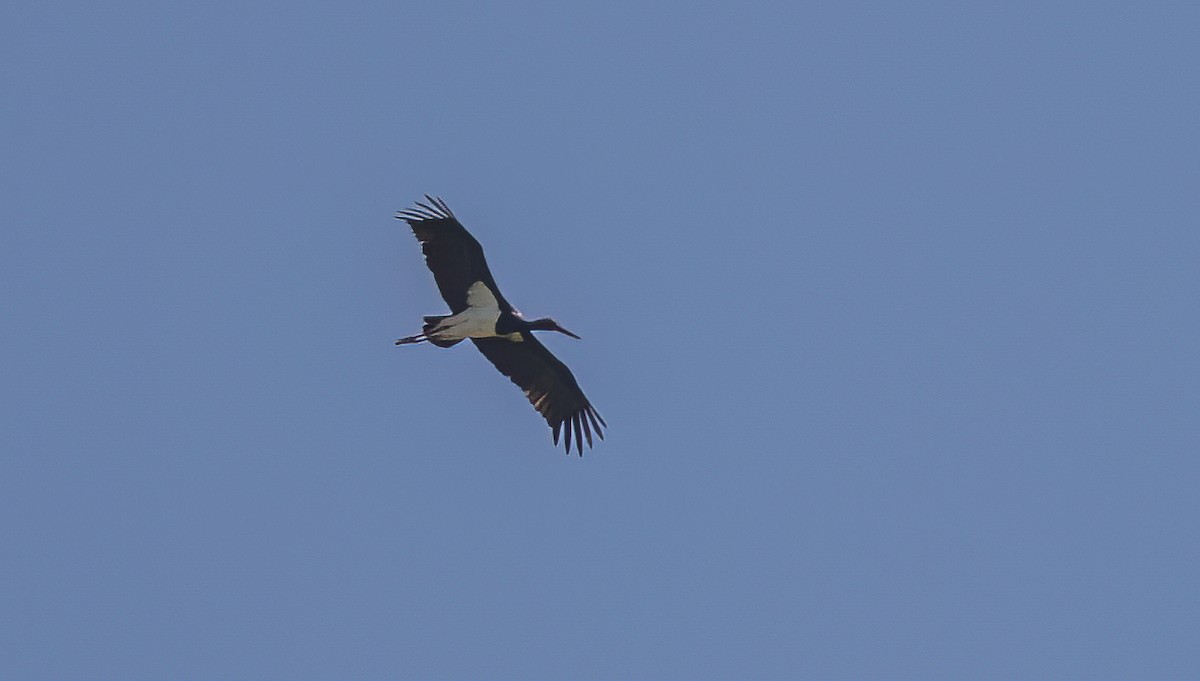 Black Stork - ML617870024