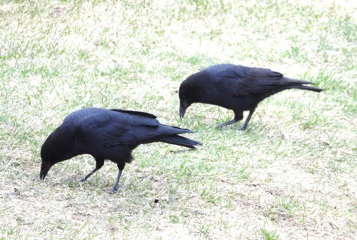 American Crow - ML617870028