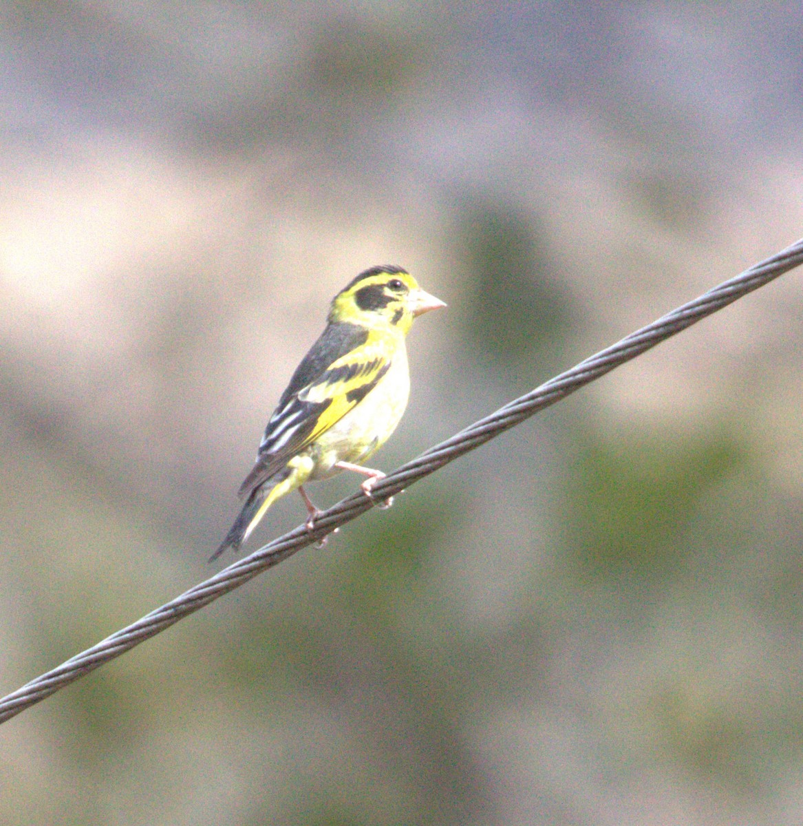 Yellow-breasted Greenfinch - ML617870085