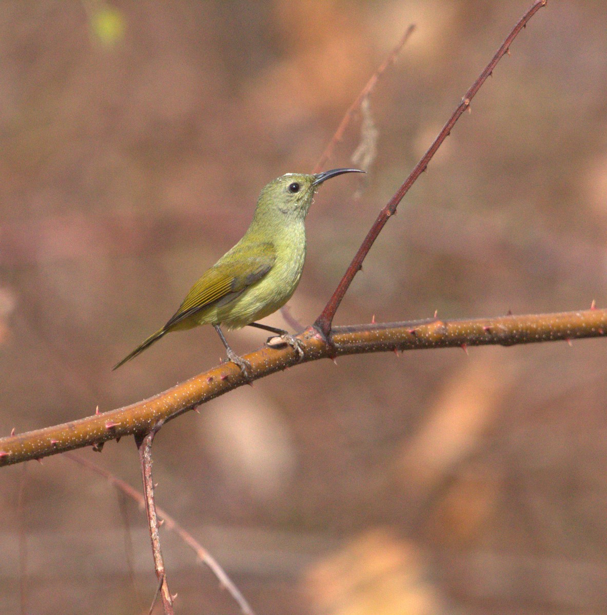 Green-tailed Sunbird - PARTH PARIKH