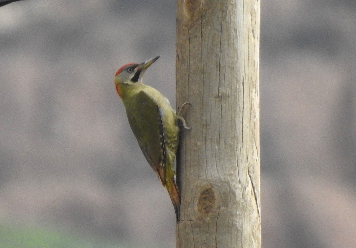 Levaillant's Woodpecker - ML617870110