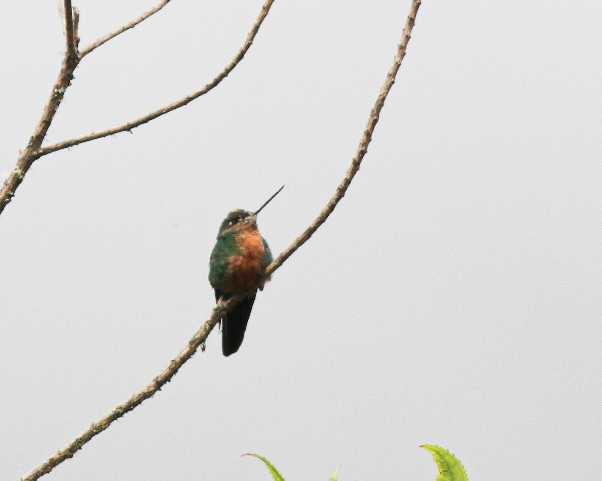 kolibřík modrokřídlý - ML617870130