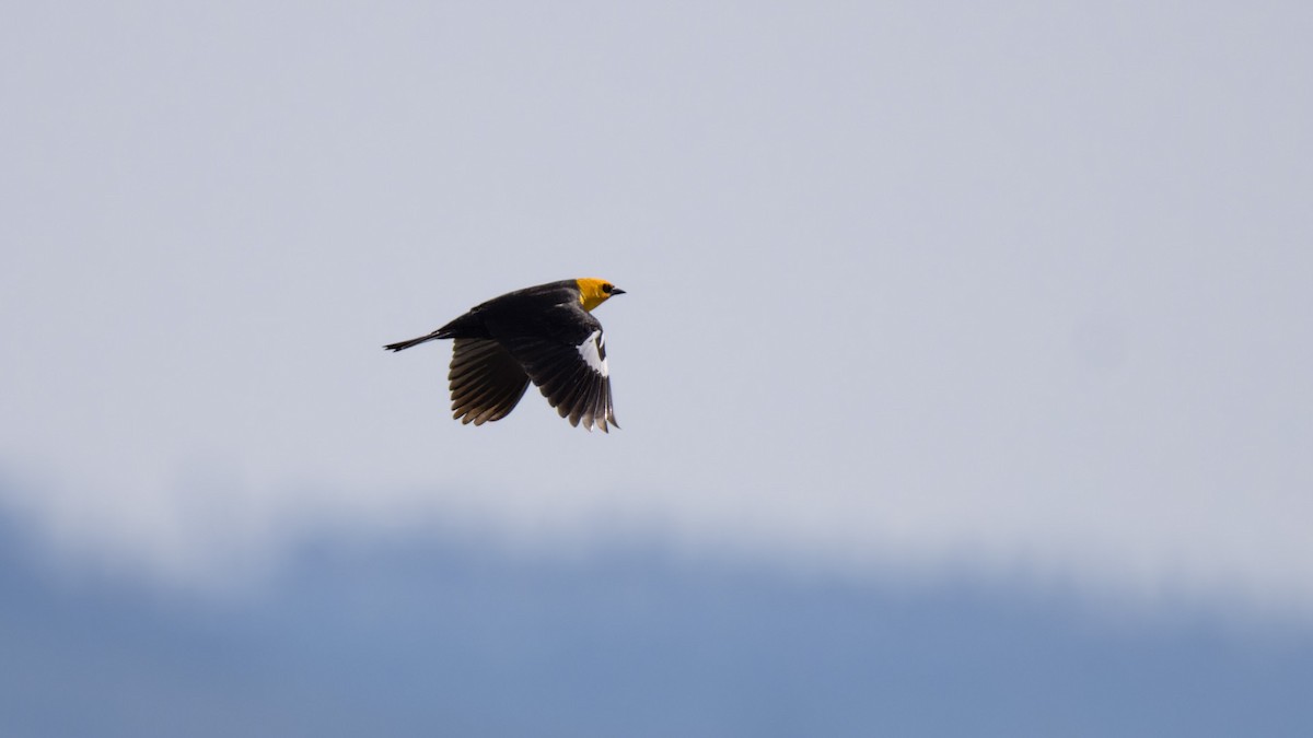 Yellow-headed Blackbird - ML617870159